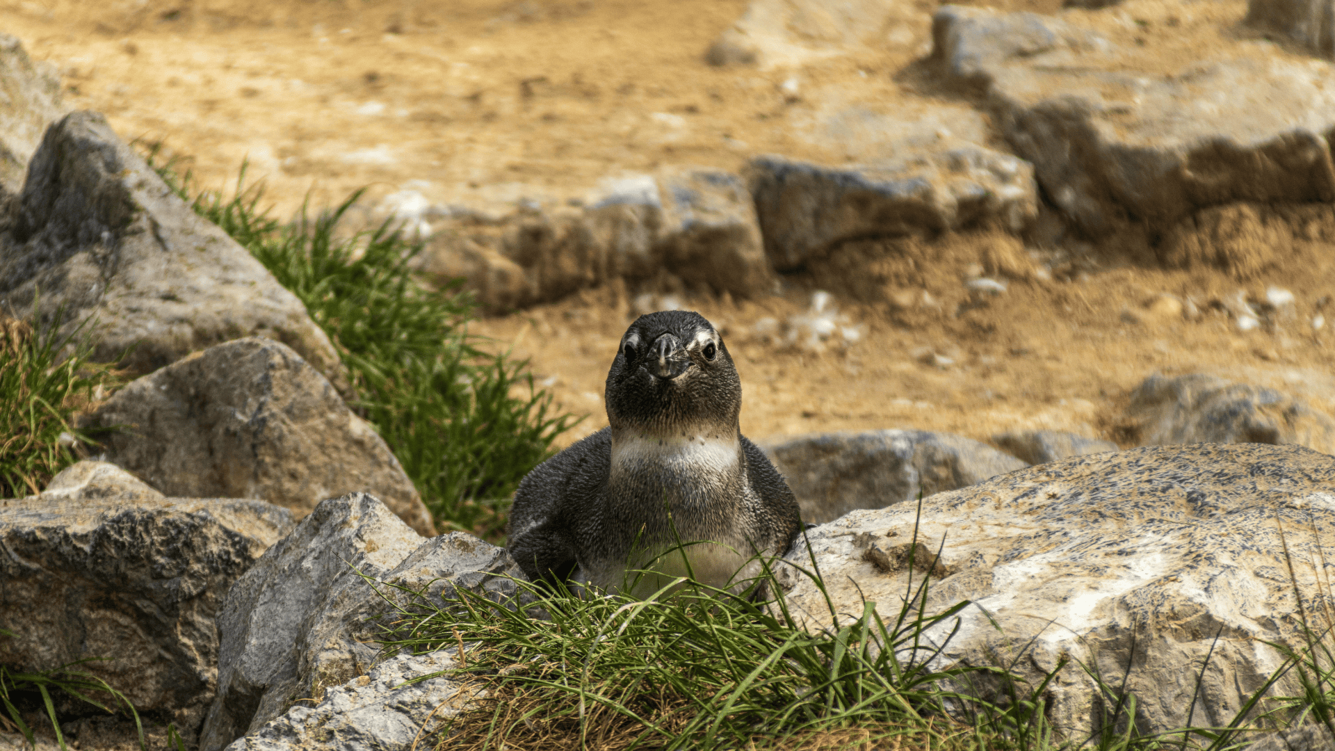 Isabela Island, Galápagos — penguin on volcanic rock